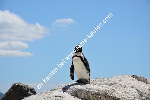 Pinguin am Strand