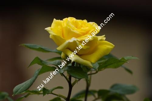 Gelbe Rose