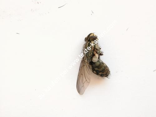 Tote Fliege