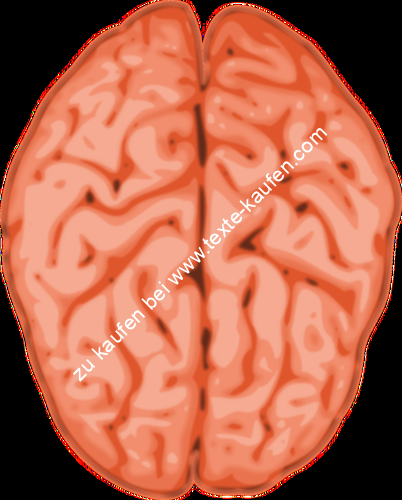 Zwei Gehirnhälften