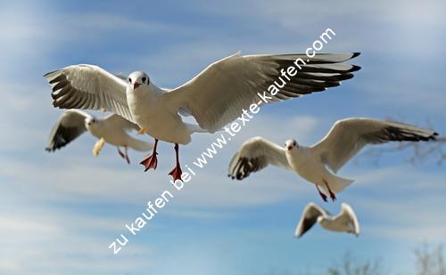 Viele Möwen fliegen am Himmel