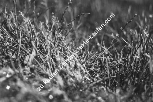 Wiesenbild in Schwarz Weiss