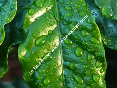 erfrischendes Blatt Gemüse