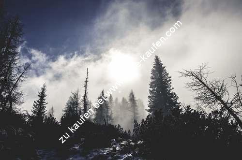 Stimmung im Wald